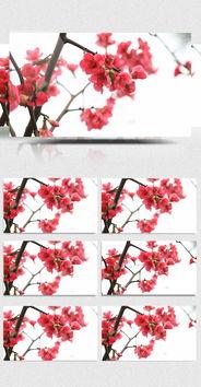 梅花衣视频教程一,从零开始，掌握传统服饰工艺