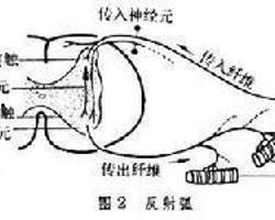 深反射视频,探索人体神经系统的奇妙反应