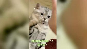 搞笑猫视频,猫咪视频笑料连连