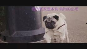 狗狗小视频大全搞笑,狗狗小视频大全搞笑集锦