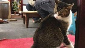 猫的叫声视频,揭秘猫咪叫声背后的情感密码
